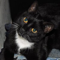 🌈Cheezeburger🌈Mr. Jingles🌈TonyCat🌈Cheeseburger