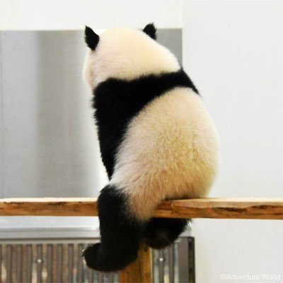 しのっぴき(ストロングスタイルなリスナー)