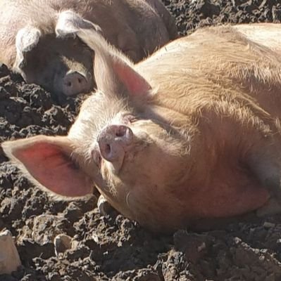 Susan Thompson Ⓥ Pigoneer™ 🍃💚🍃