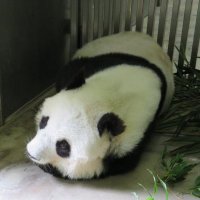 とり@ノヴィグラド