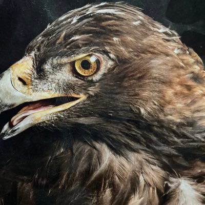 Hawkeye 🏴‍☠️