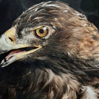 Hawkeye 🏴‍☠️