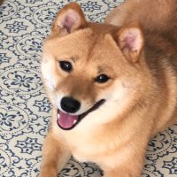 豆柴　ラテ　- Salon Latte -