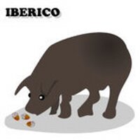 iberianpig（いべりこ）