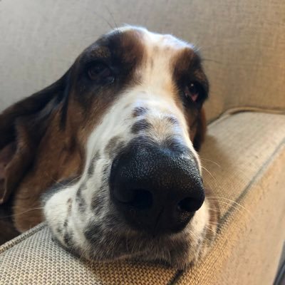 Brutus’ dad (Michael) ✡️