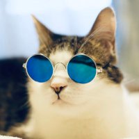 うたうねこ（猫者）