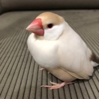 文鳥のここちゃん(あおぐみ)