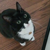 Narendra Modi (parody)