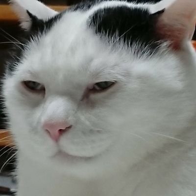 bot化された鬱猫