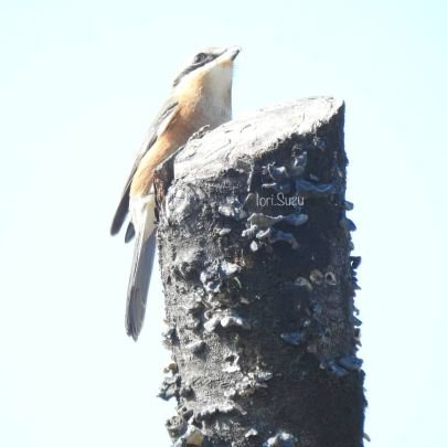 すずあん（鈴庵）