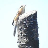 すずあん（鈴庵）