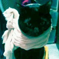 yoshimi__mio(引用RT、鍵垢不可)