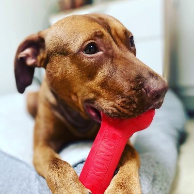 Team Animal Voice #NYCACC Dogs #TAP4ACCDOGS