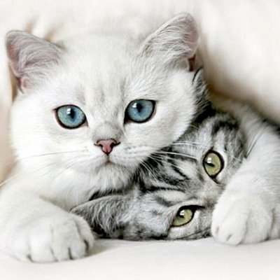 dd 🐢φ 𝝂🥛🍓🔻🕊