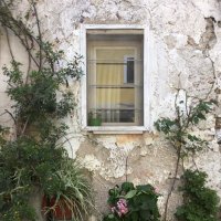 窓☮️🌈🇵🇸🌲