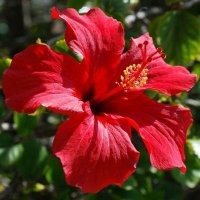 Hibiscus