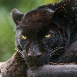 Artus Q ⚗️ ☢️