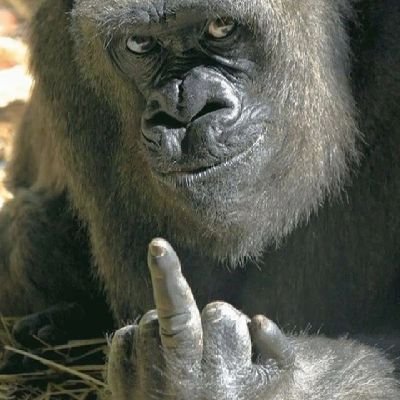 🍌ᵀh€ ℂrypto ₿onobø🍌 - e/acc