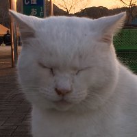 猫の助