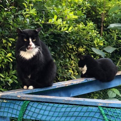 どっこいSHOW🍉