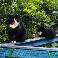 どっこいSHOW🍉