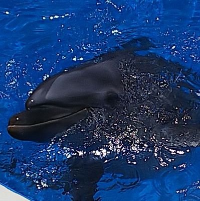 える🤍🐷🐳🌟🌙🐾