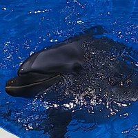 える🤍🐷🐳🌟🌙🐾