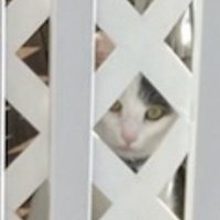 idk_whatever_is_funny