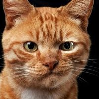 Deborah-UnTamed 🇺🇸