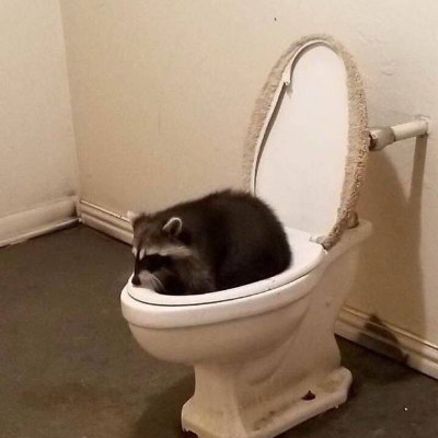 Restroom Raccoon