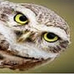 Vovô coruja 👉🏽🦉🅰️🚩🚩🚩