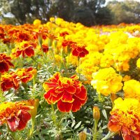 菜っぱな菜っぱ