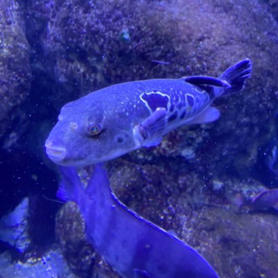 あんまん/取引垢