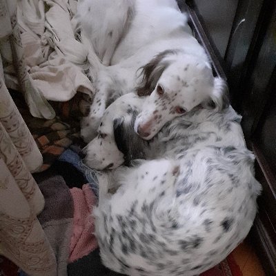 Laura-Clara Ciancio-Credo in Unum Deum