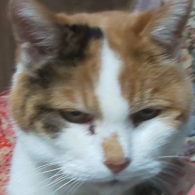 招き猫ミーくん