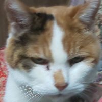 招き猫ミーくん