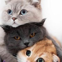 ☆ જ⁀➴ Rex 🐻