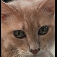 Fake VRS account in my name ASL Services — 2009