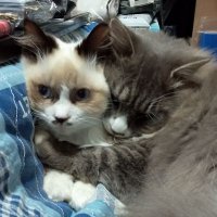 🌈マイケルさとネコ。💎２０２２〜🐱🌈。