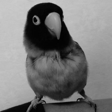 ブルーボタンインコ@旅立ちました