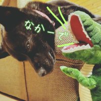 sanabo@ なかーで🐾( ･෴･)紅しょうが愛好会副会長