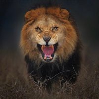 🇨🇲 LTK 🇫🇷