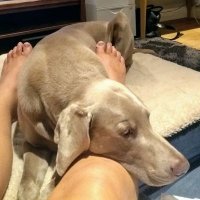 GillThamesider AnimalAdvocate🕊Proudly Woke @PETA