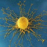 Therapeutic Advances in Medical Oncology