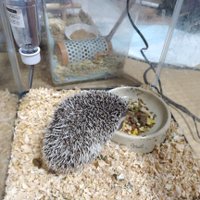 藤なごみ（旧3a）@ラノベ作家、漫画原作者、米農家