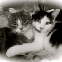 JustAJerseyGirl🌹😸