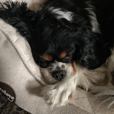 Julija-Cogito, ergo sum-Rene Descartes-Fr. filozof