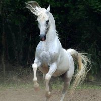 MG Shahidul Haque(retd)