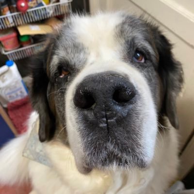 K & Archie, Alec, Declan & Saoirse