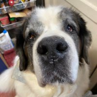 K & Archie, Alec, Declan & Saoirse